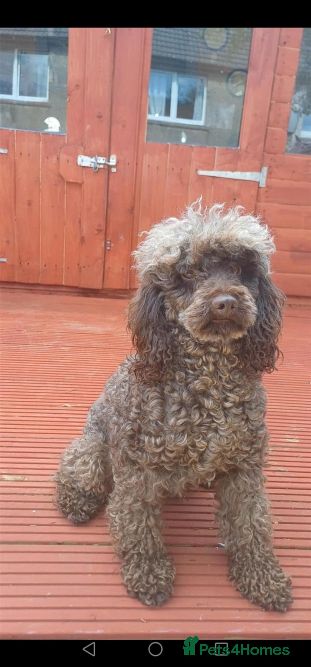 Miniature Poodle dogs for sale: Miniture poodle from show winning linage  - Advert 2