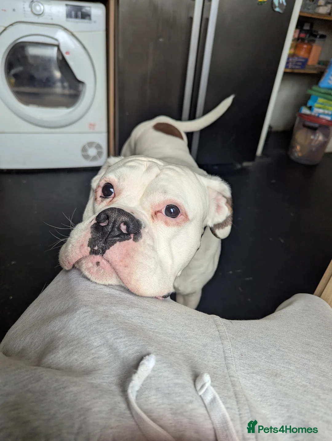 Boxer dogs for sale: Rollo  in London - Advert 2