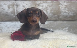 Miniature Dachshund dogs for sale: Kc reg min  Dachshund babies  - Image 9