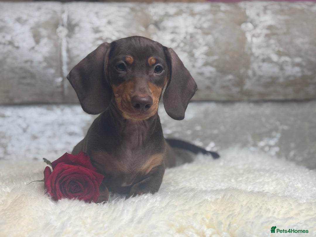 Miniature Dachshund dogs for sale: Kc reg min  Dachshund babies  - Image 9