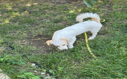 Mixed Breed dogs for adoption: SNOOPYBOLT, a handsome puppy boy for a Loving Home - Image 8