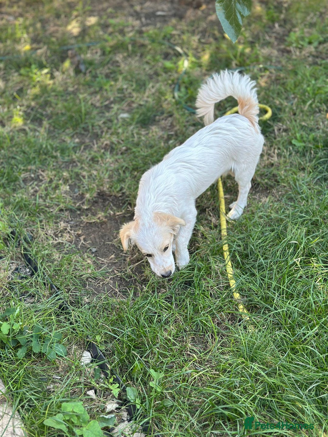 Mixed Breed dogs for adoption: SNOOPYBOLT, a handsome puppy boy for a Loving Home - Image 8