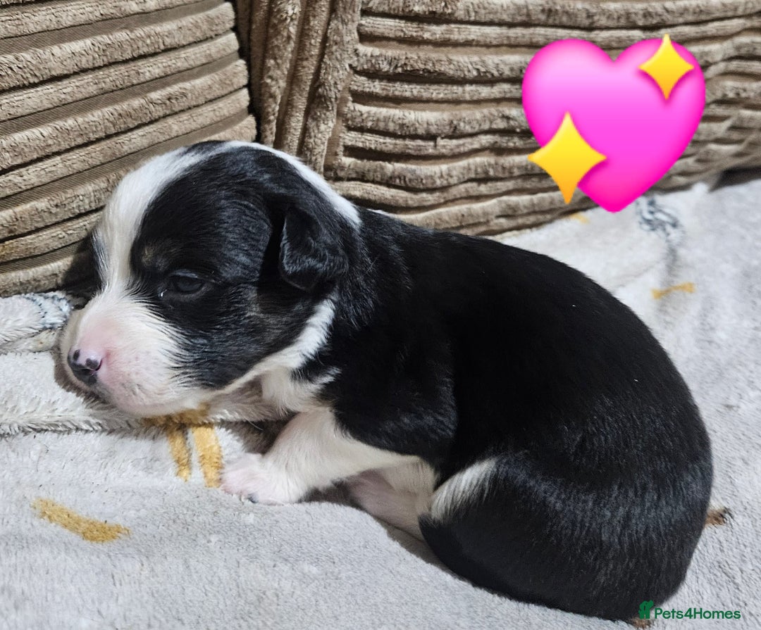 Mixed Breed dogs for sale: 🐾Border Collie x Blue Heeler/Ridgeback Pups🐾 - Advert 6