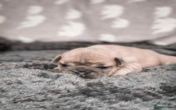 French Bulldog dogs for sale: French Bulldogs - Image 9