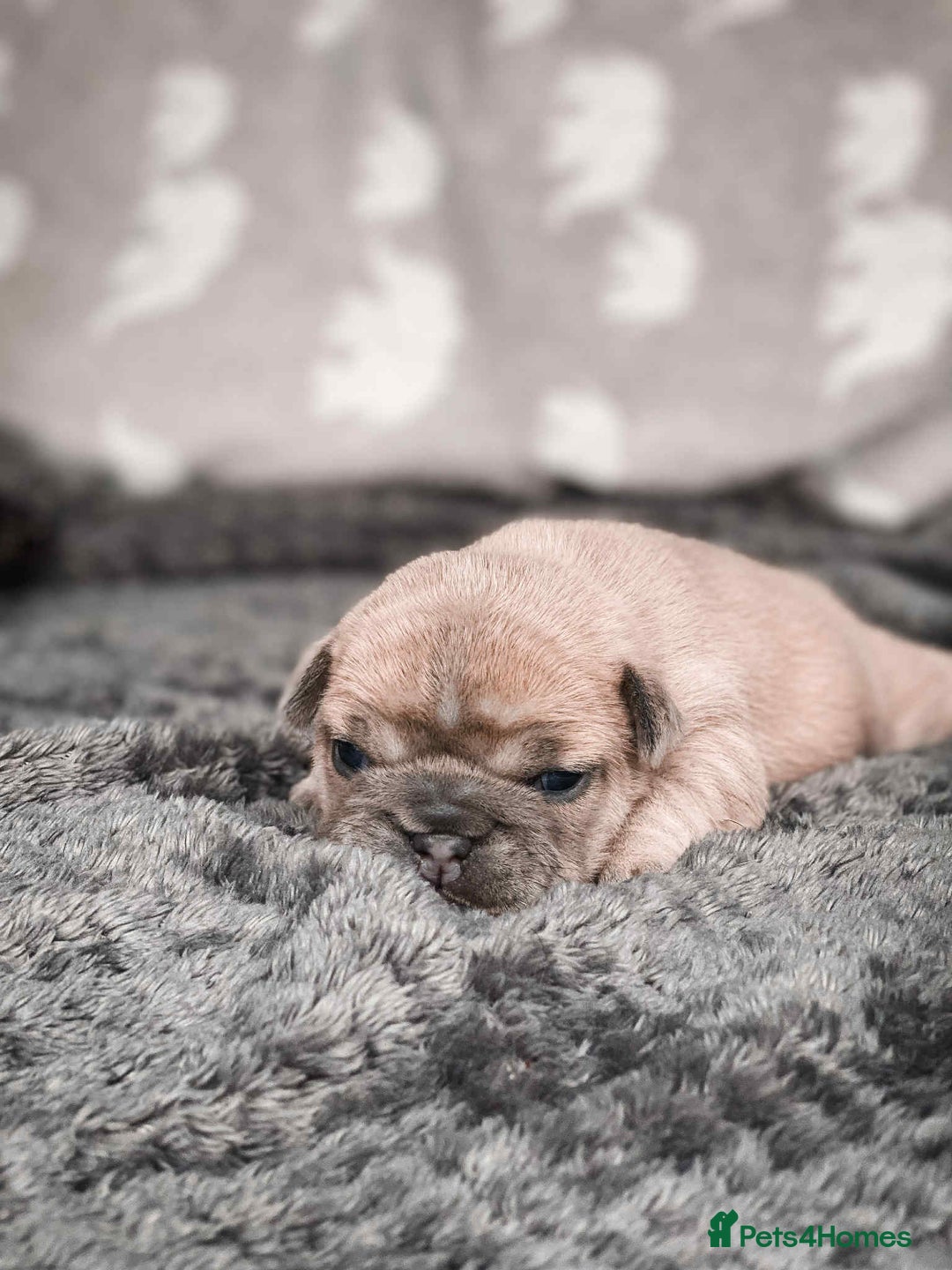 French Bulldog dogs for sale: French Bulldogs - Image 9