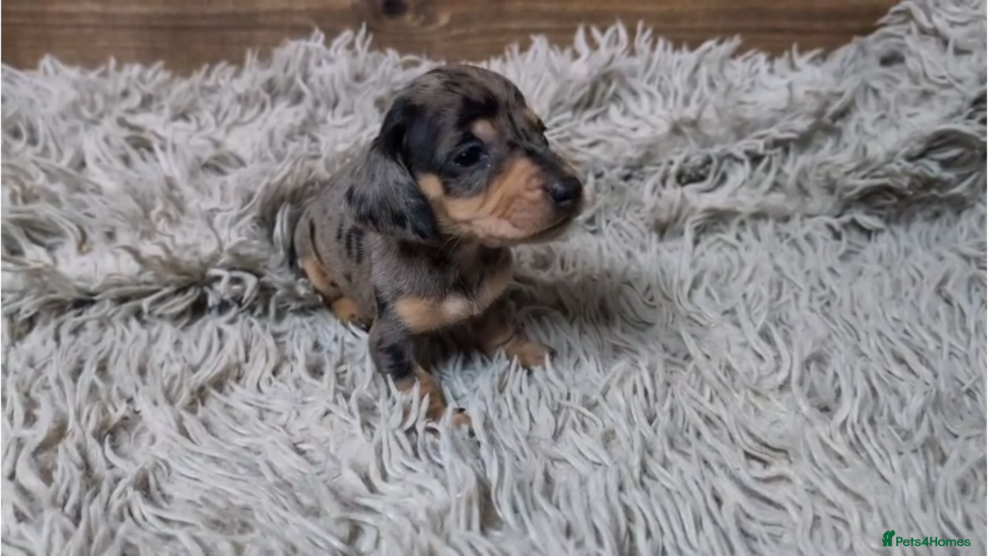 Miniature Dachshund dogs KC Reg Mini Dachshund Puppies 🐾 - Advert 17