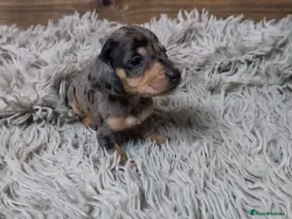 Miniature Dachshund dogs KC Reg Mini Dachshund Puppies 🐾 - Advert 17