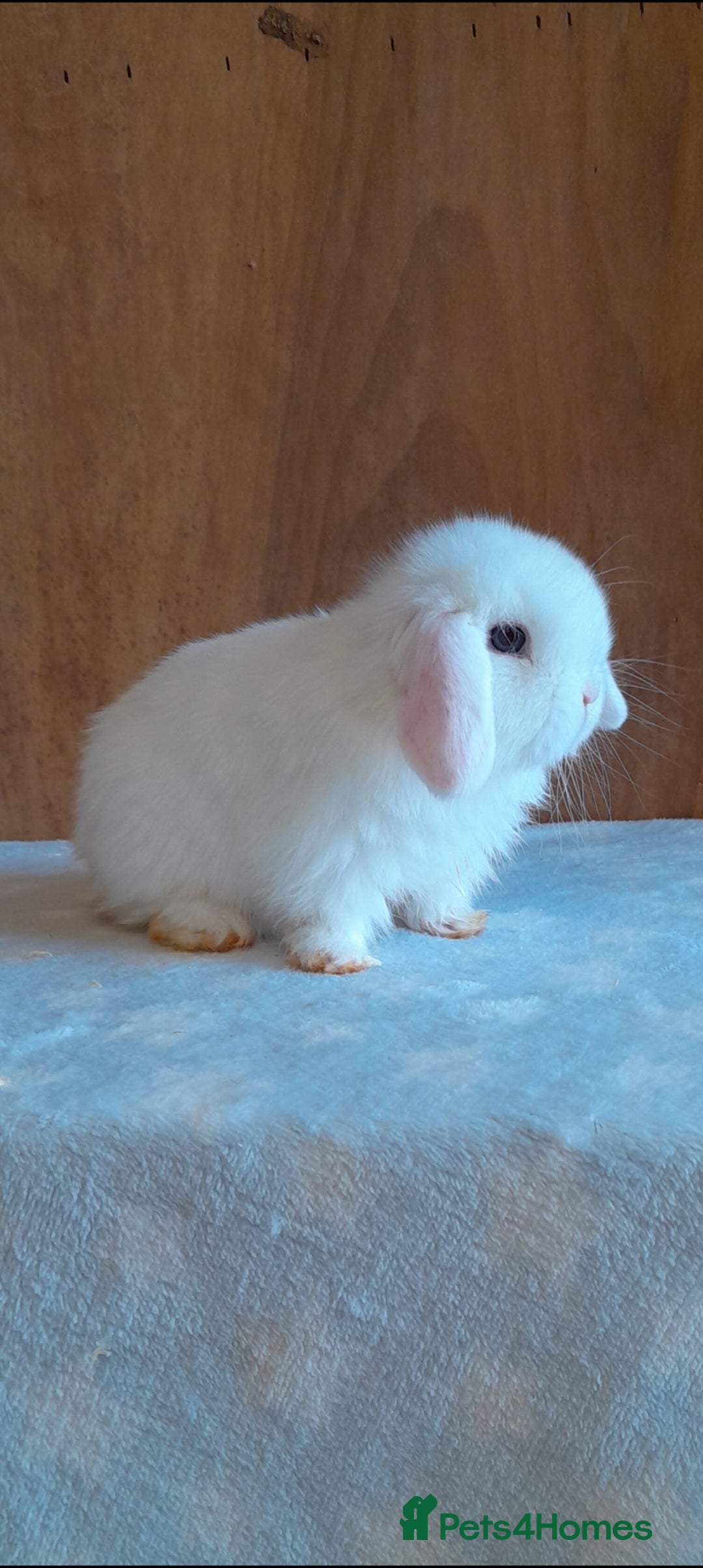 Mini Lop rabbits Superfriendly mini lop ready to leave now  - Advert 6