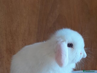 Mini Lop rabbits Superfriendly mini lop ready to leave now - Advert 1