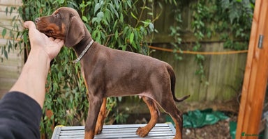 Dobermann dogs - Advert 12