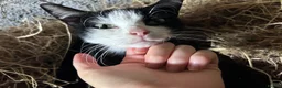 Domestic Shorthair cats for sale: Kittens - Newborn black and white - Advert 2