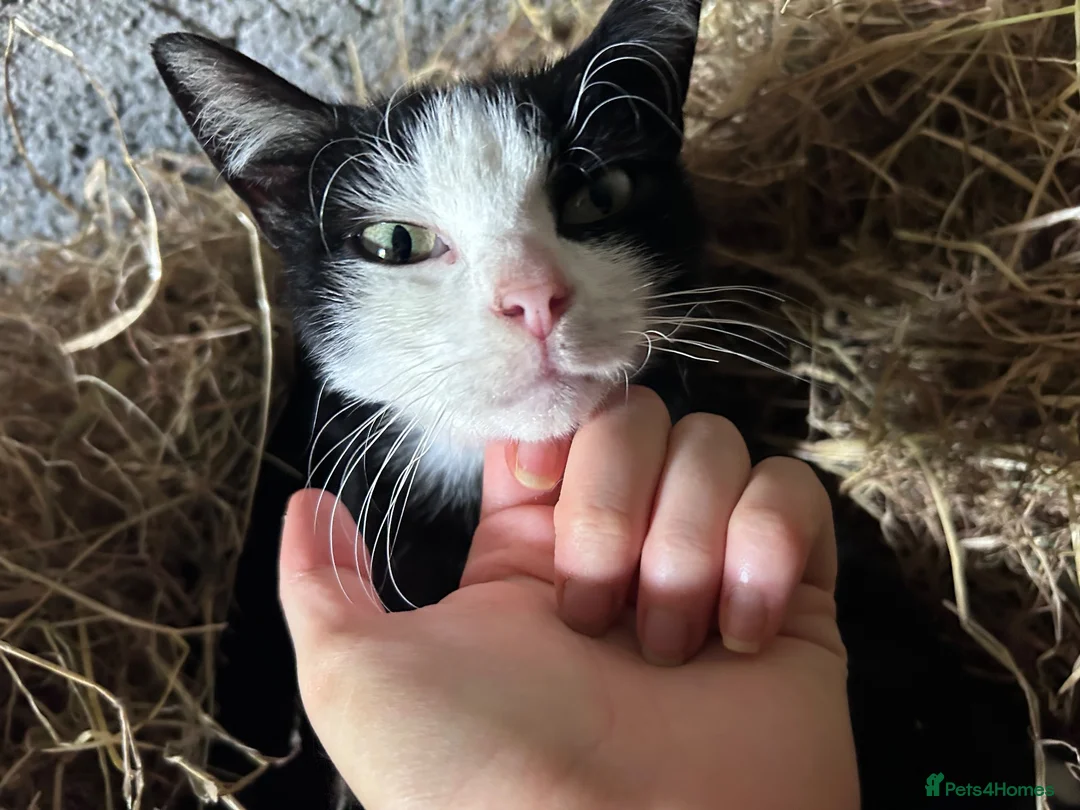 Domestic Shorthair cats for sale: Kittens - Newborn black and white - Advert 2