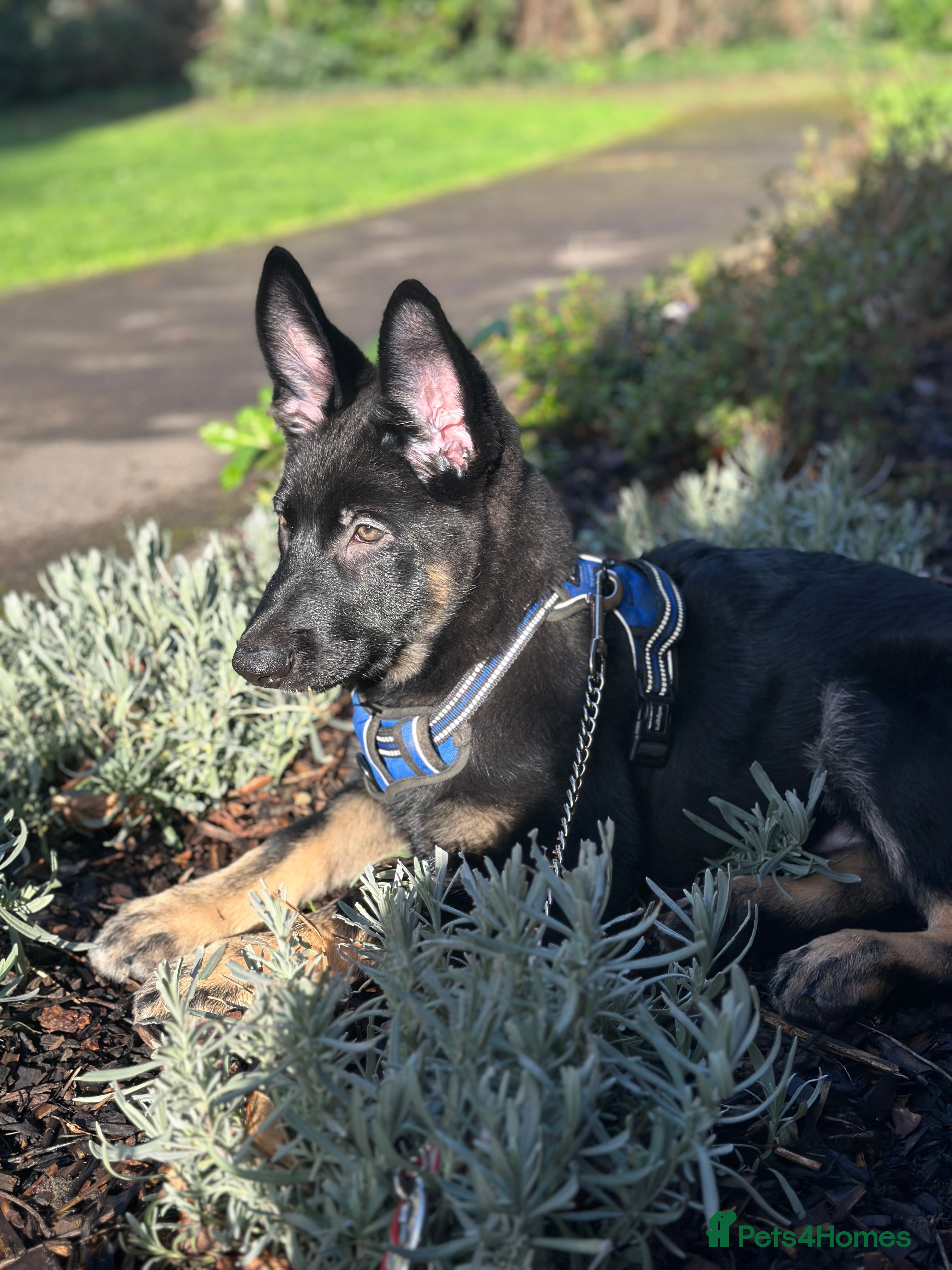 German Shepherd dogs Lovely German shepherd poppy for sale - Advert 1