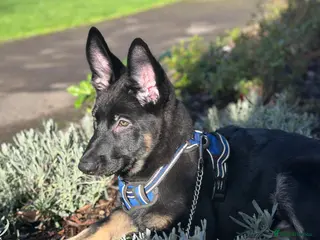 German Shepherd dogs Lovely German shepherd poppy for sale - Advert 1