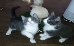 Mixed Breed cats for sale: £150 for the pair of kittens - Image 1