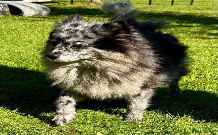 Pomeranian dogs - Advert 10