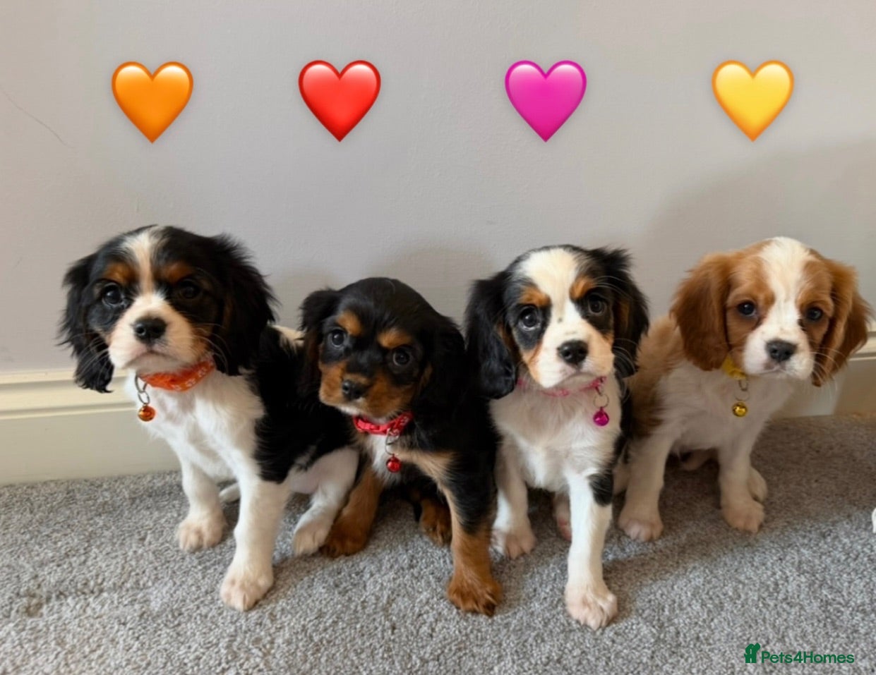 Cavalier King Charles Spaniel dogs Beautiful health tested cavalier King Charles  - Advert 2