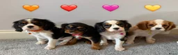 Cavalier King Charles Spaniel dogs for sale: Beautiful health tested cavalier King Charles  - Advert 6
