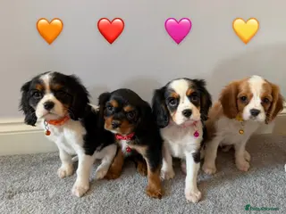 Cavalier King Charles Spaniel dogs Beautiful health tested cavalier King Charles - Advert 2
