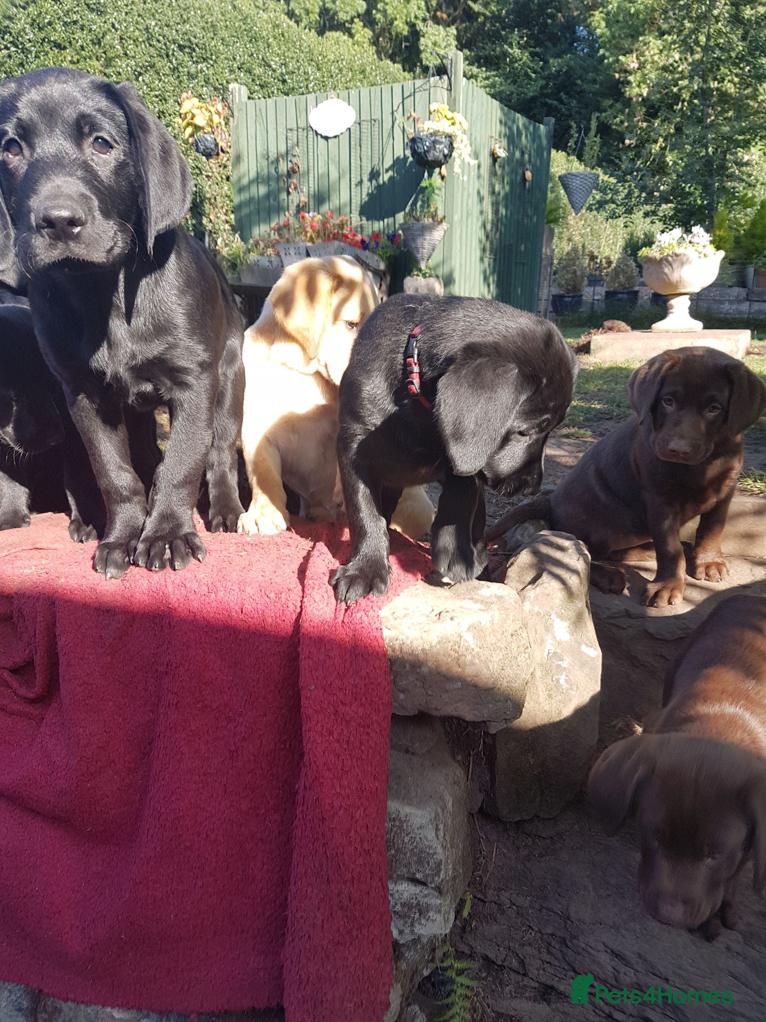 Labrador Retriever dogs Excellent KC Registered Labrador puppies  - Advert 2