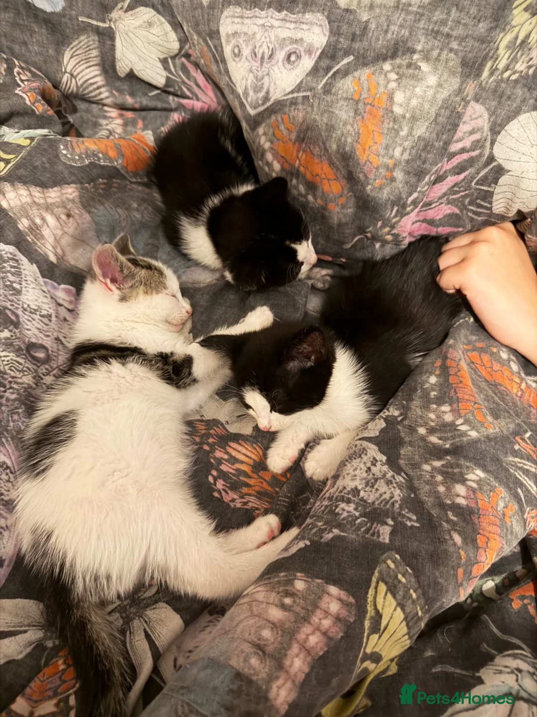 Mixed Breed cats for sale: Mixed breed kittens - Advert 18