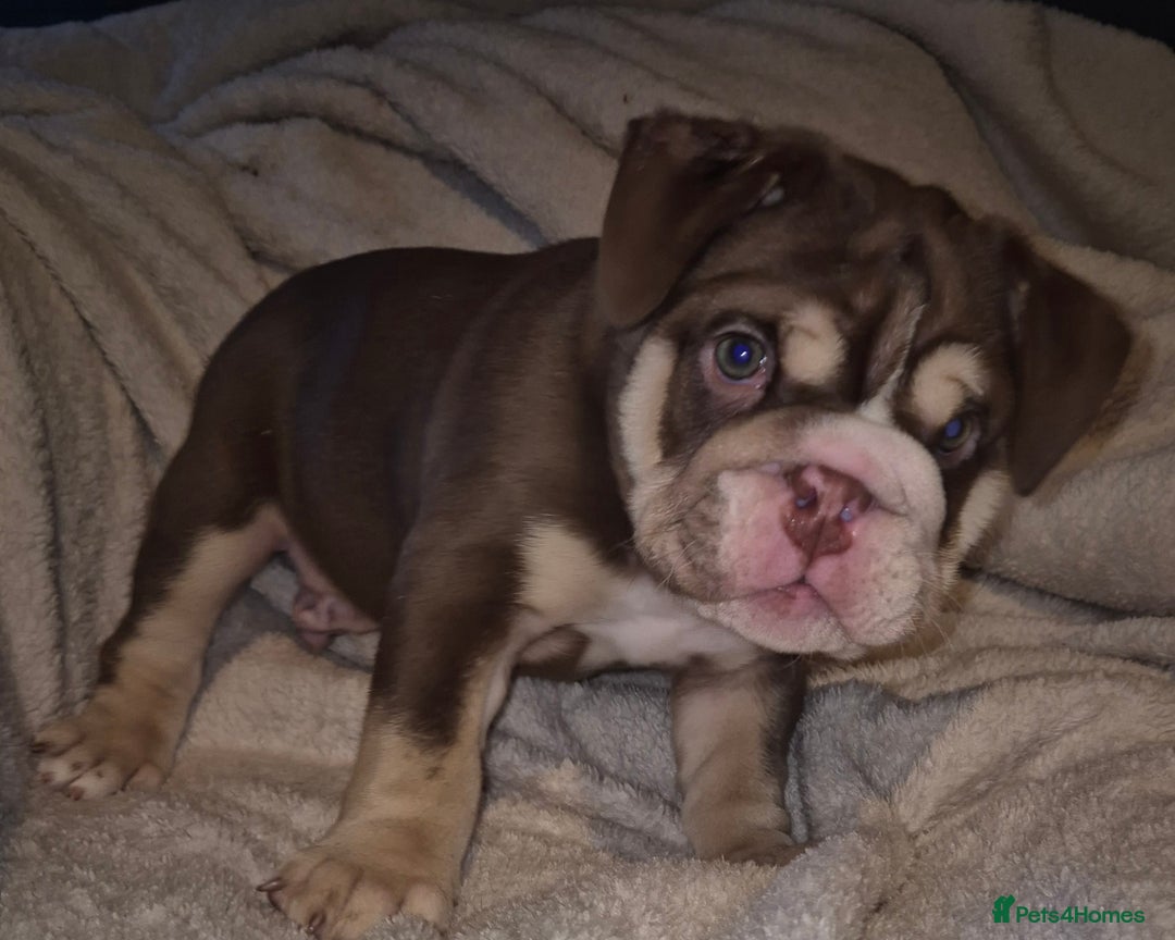 English Bulldog dogs for sale: Reduced **Ready to leave  - Advert 2