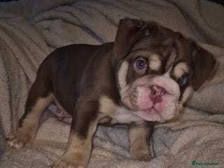 English Bulldog dogs Chocolate tri male only one left - Advert 21