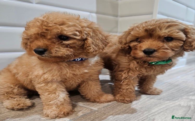 Cavapoo dogs - Advert 4