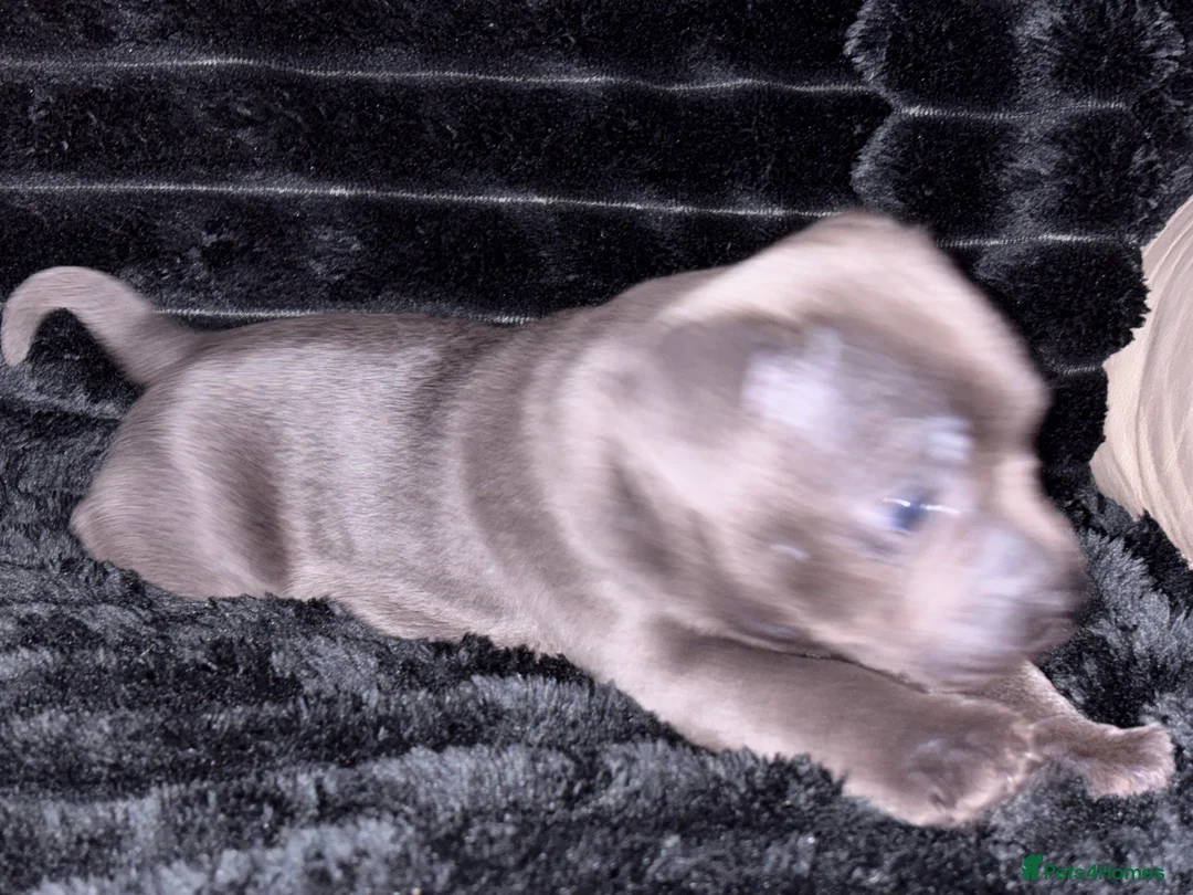 Staffordshire Bull Terrier dogs for sale: Blue and black staff puppies  - Advert 4