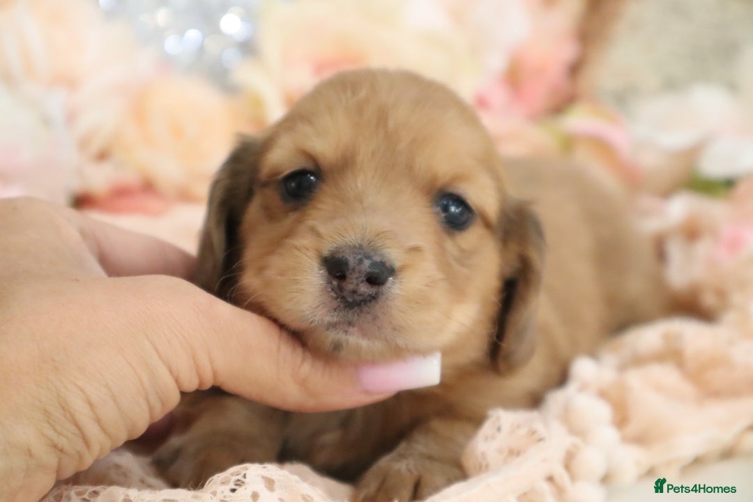 Miniature Dachshund dogs for sale: KC Registered Miniature Dachshund Puppies - Image 12