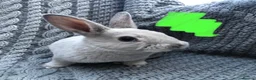 Rex rabbits for sale: Purebred Velvet Mini Rex Sable rabbits - Advert 9