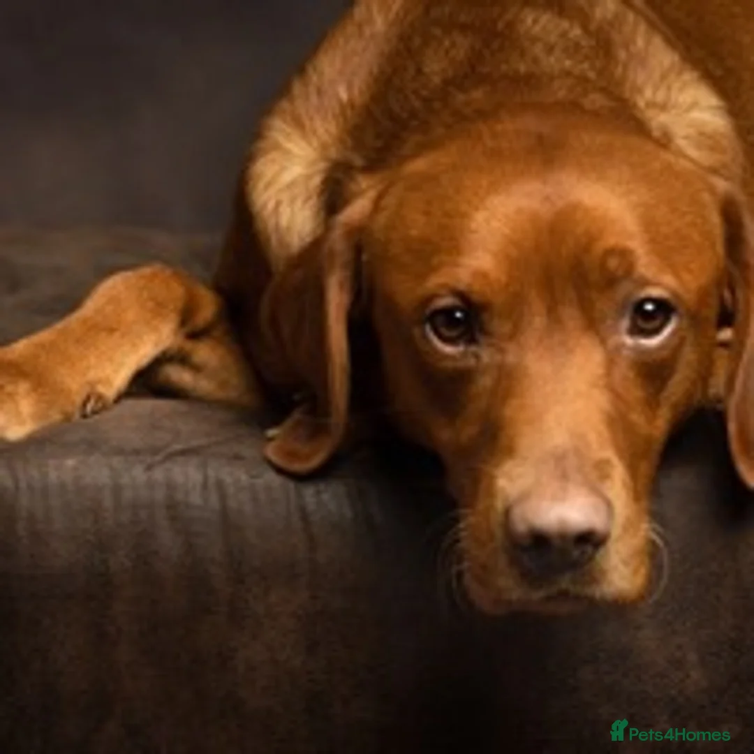 Labrador Retriever dogs for stud: Fox red Labrador for stud in Burnley - Advert 4