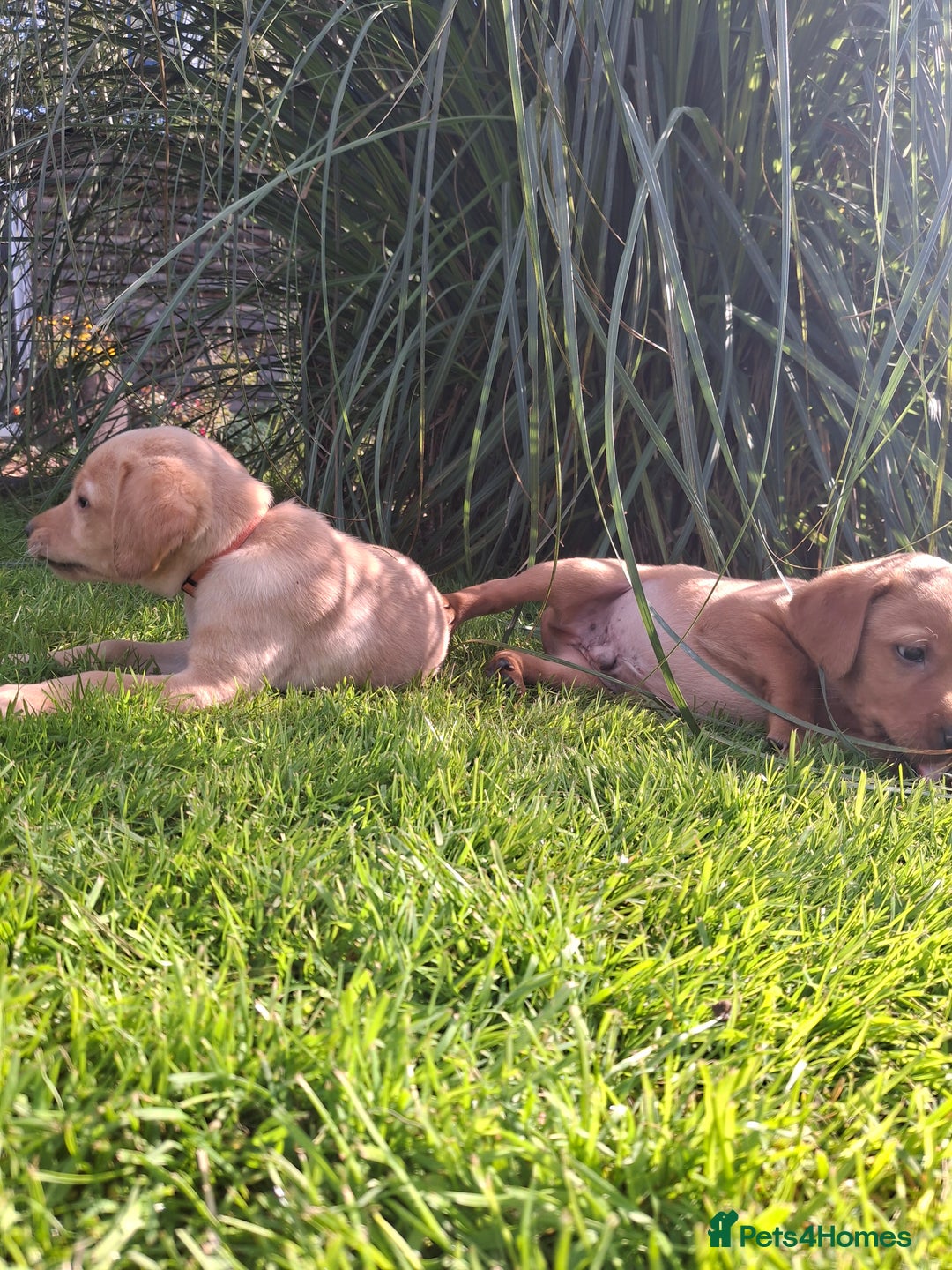 Labrador Retriever dogs for sale: Red 5th generation pedigree labrador  - Image 7