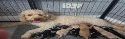 Cockapoo dogs for sale: Gorgeous Cockapoo babies in Motherwell - Advert 2
