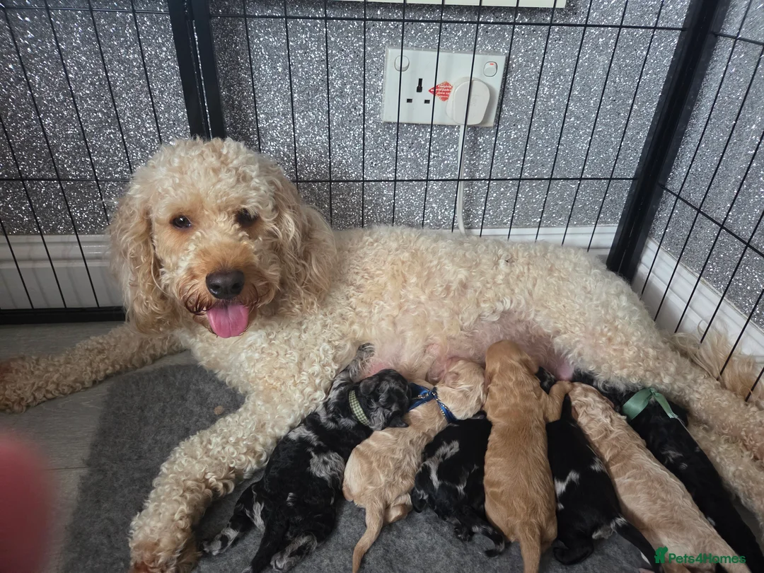 Cockapoo dogs for sale: Gorgeous Cockapoo babies in Motherwell - Advert 2
