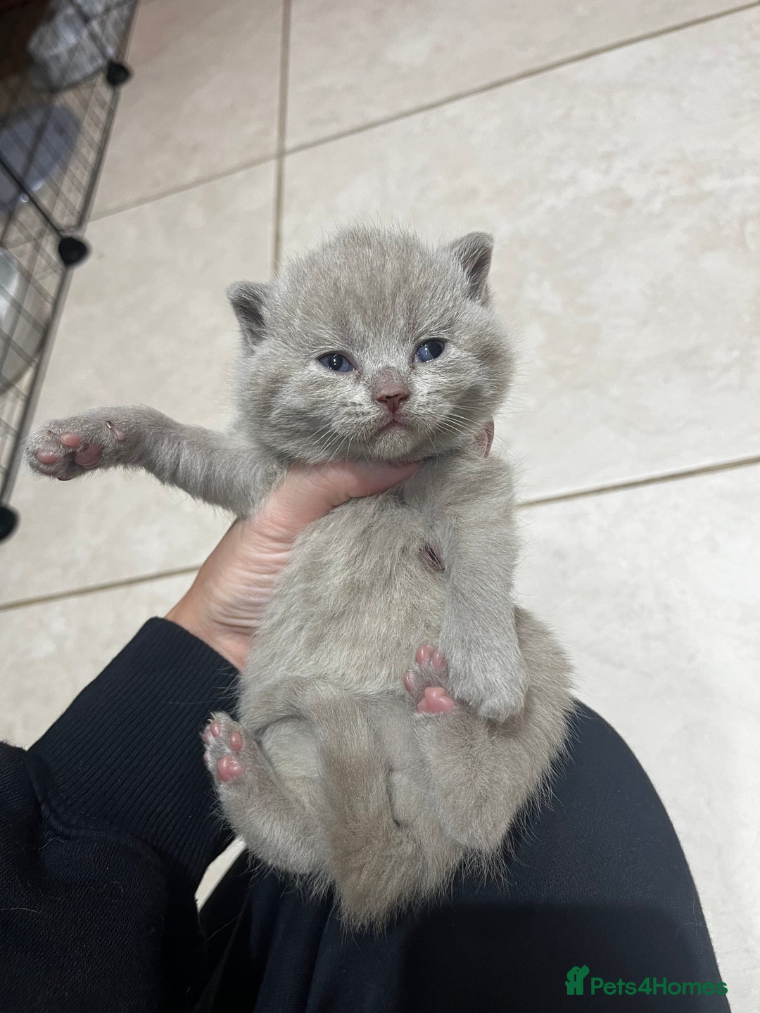British Shorthair cats for sale: 🏆 Just 1 lilac boy left*** 🏆 - Advert 6