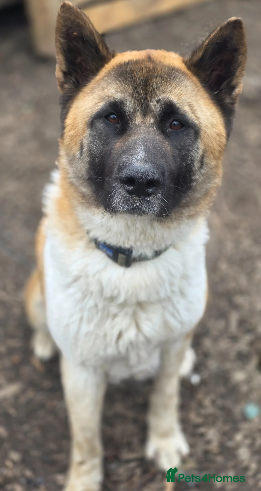 Mixed Breed dogs for sale: 9 Beautiful Akita x puppies for sale - Advert 1