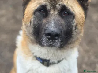 Mixed Breed dogs 9 Beautiful Akita x puppies for sale - Advert 3