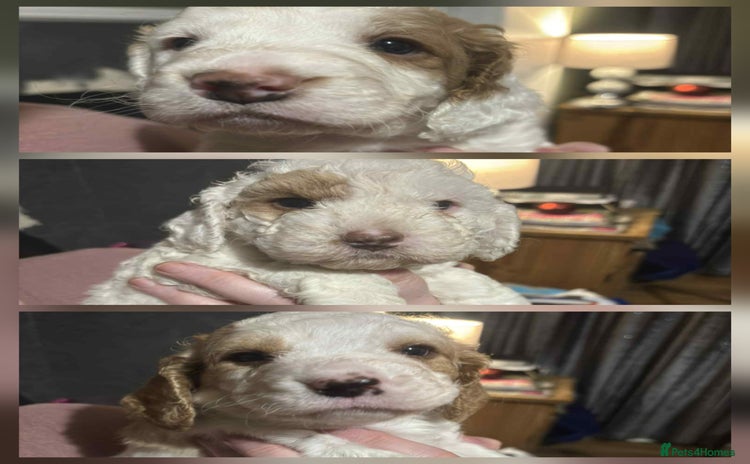 Cockapoo dogs Three beautiful white cockapoos from a litter of 6 - Advert 9