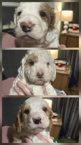 Cockapoo dogs Three beautiful white cockapoos from a litter of 6 - Advert 9