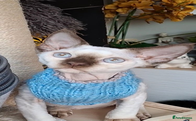 Devon Rex cats - Advert 1