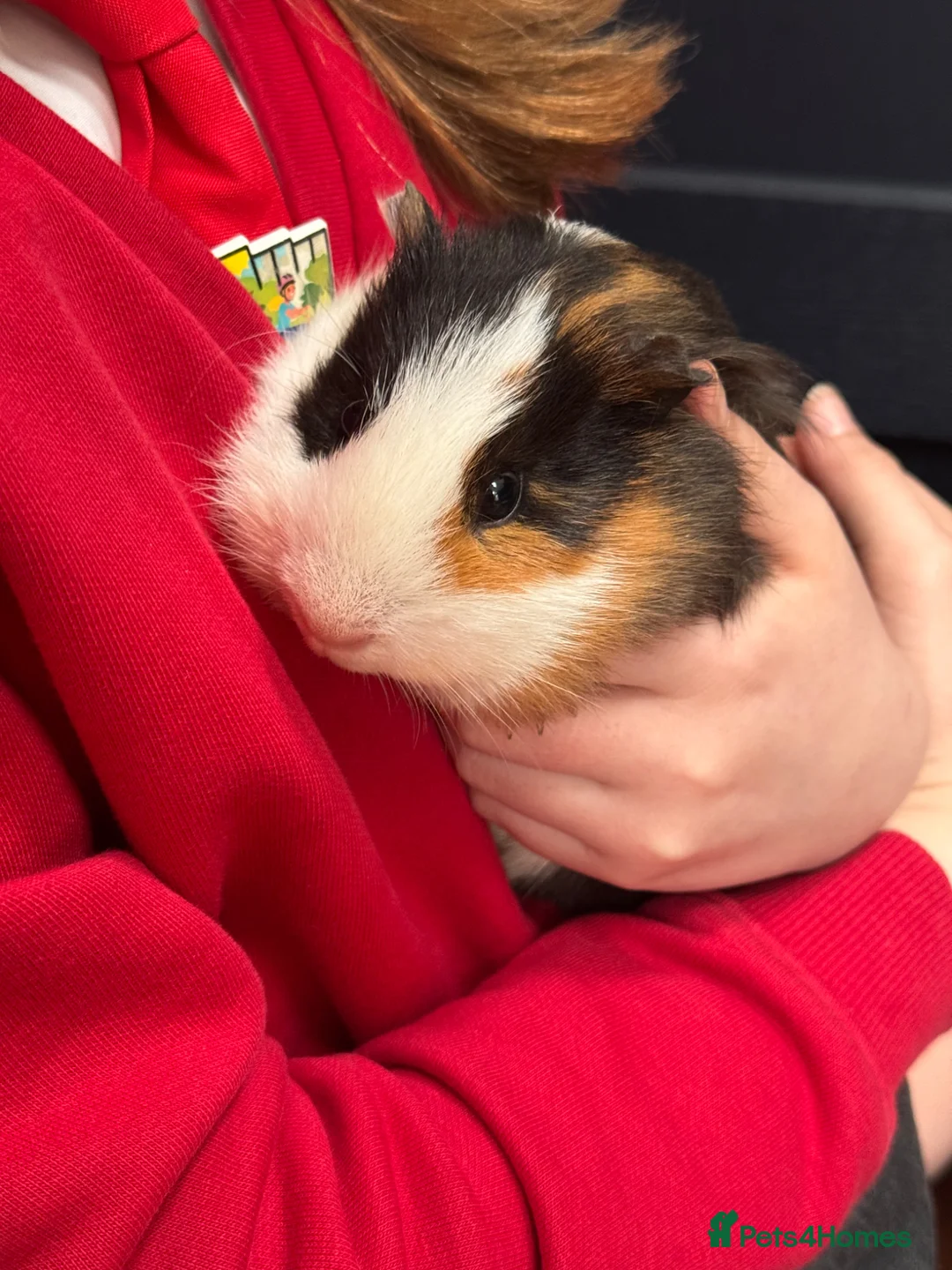 Guinea Pig rodents for sale: Female and Male Guinea Pig - Bonded Pair - Advert 5