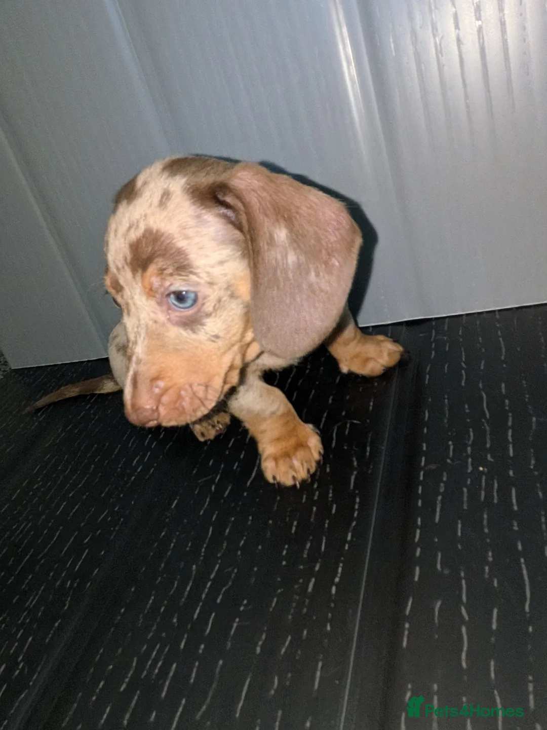 Miniature Dachshund dogs for sale: Miniature Dachshund puppies 3 left !! - Advert 2
