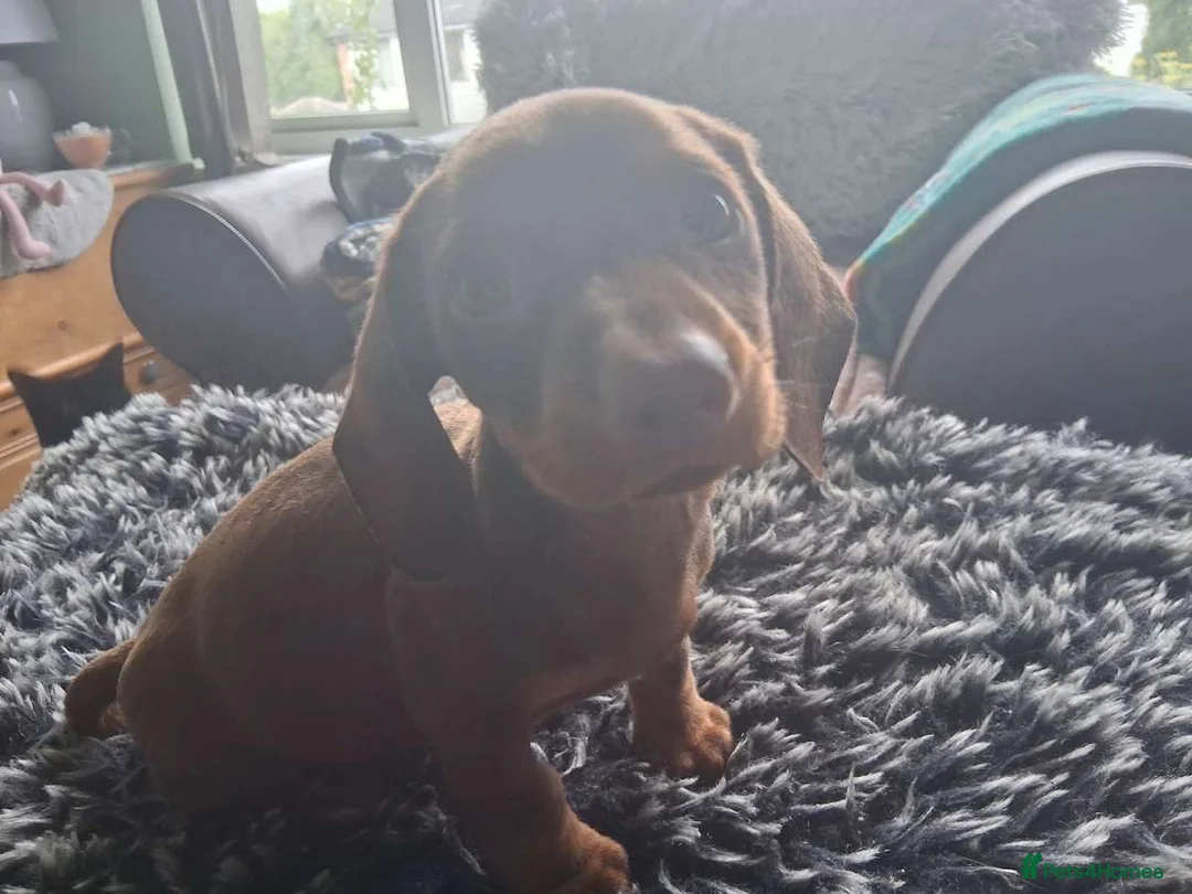 Dachshund dogs for sale: Miniature dachshund - Advert 1