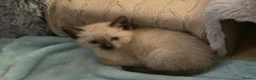 Mixed Breed cats for sale: 🐾 LOVELY KITTENS LOOKING FOR LOVING HOMES 🐾 - Advert 3