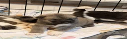 Akita dogs for sale: American Akita Puppies - Advert 30