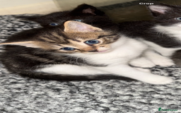 Domestic Shorthair cats for sale: 5 beautiful Domestic shorthair kittens - Image 15