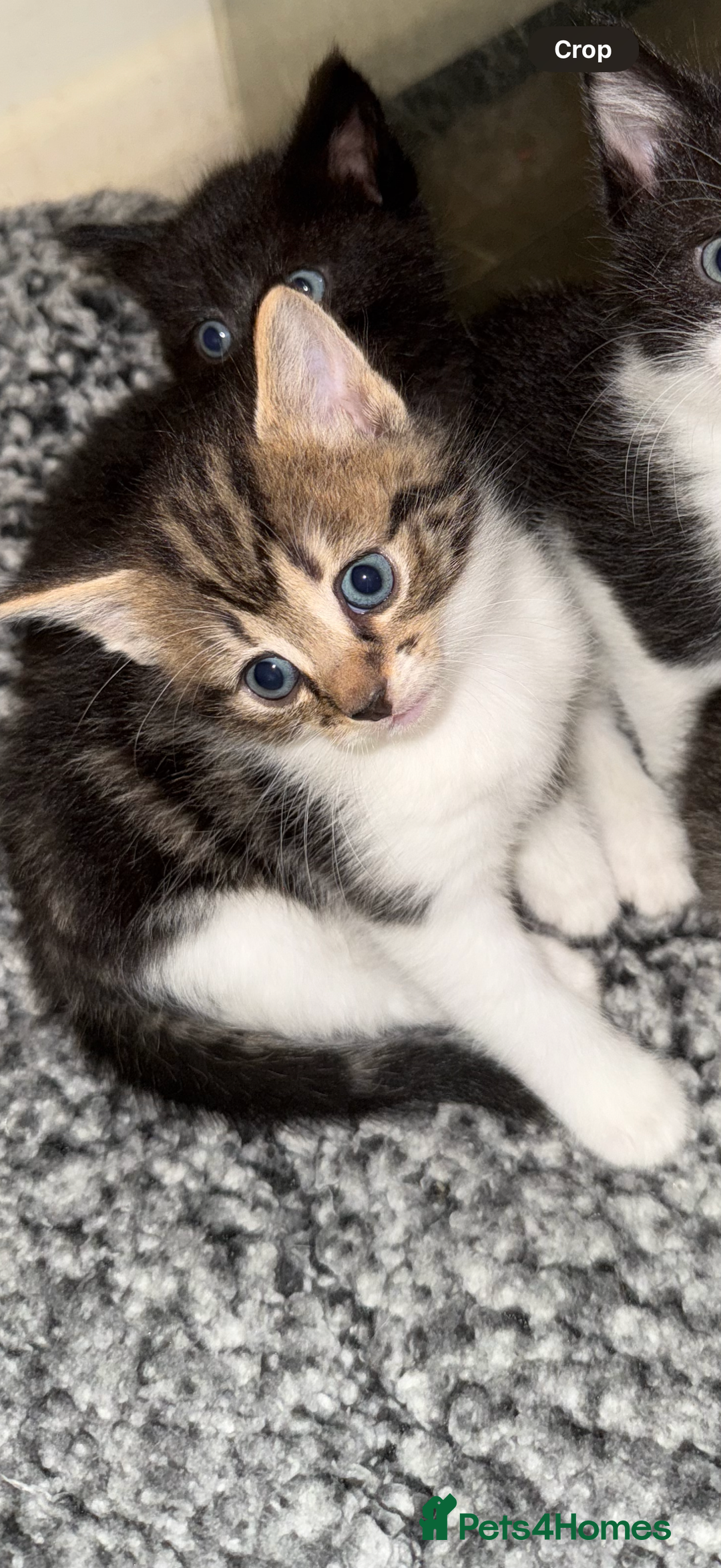 Domestic Shorthair cats for sale: 5 beautiful Domestic shorthair kittens - Image 15