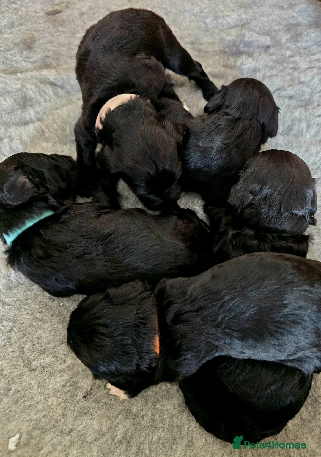 Cavapoo dogs for sale: Cavapoo miniature F1 - fully health tested - Advert 22