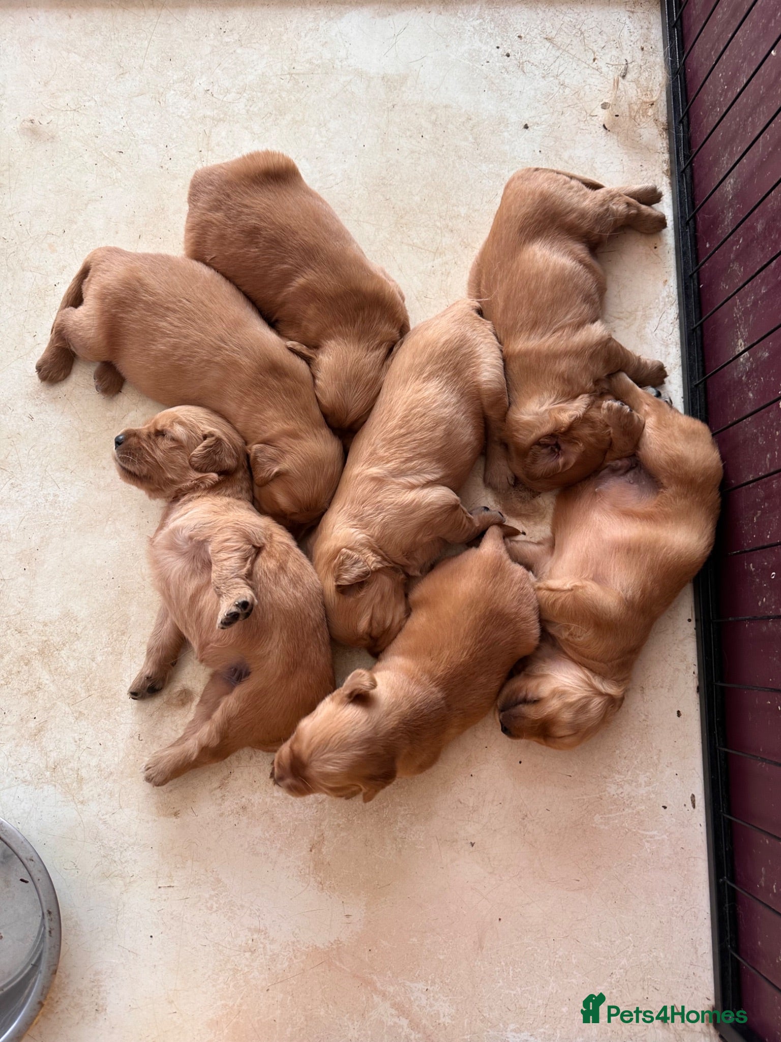 Golden Retriever dogs Golden Retriever KC puppies ready to leave  - Advert 1